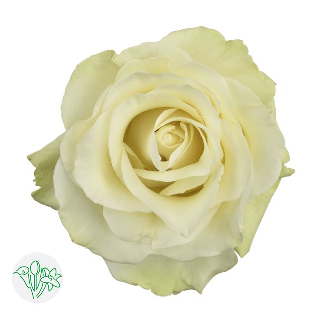 Rose - Escimo 50cm