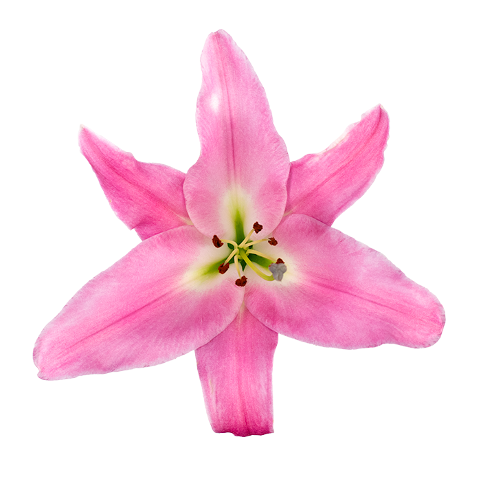 Oriental Lily Tabledance
