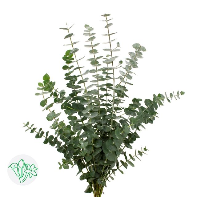 Eucalyptus Baby Blue 60cm
