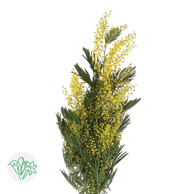 Acacia - Mimosa 70cm
