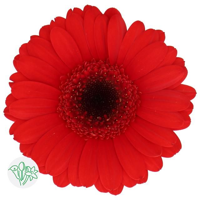Gerbera - Red 45cm
