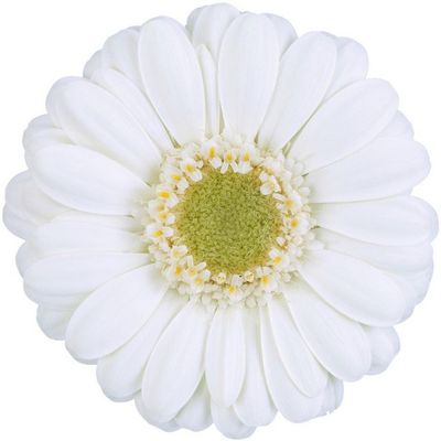 Gerbera - White 45cm