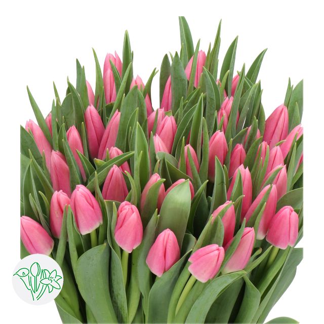 Tulips Pink Assorted- 35cm, 25g