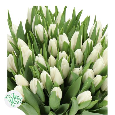 Tulips White - 37cm, 30g