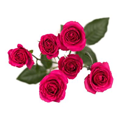 Spray Rose- Purple Irischka 50cm