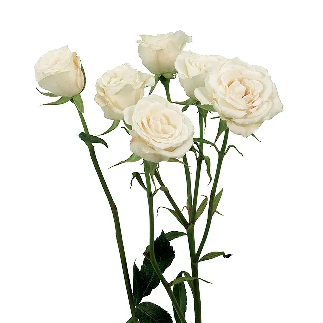 Spray Rose- White 50cm