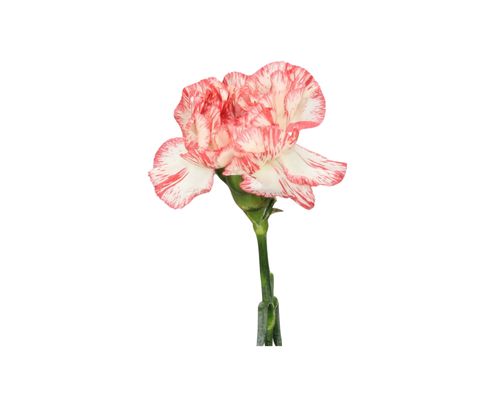 Large Carnation 60cm - Navidad (White/Red)