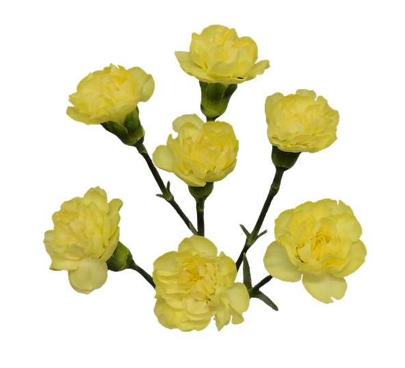 Mini Carnation- Ceasar (Yellow)