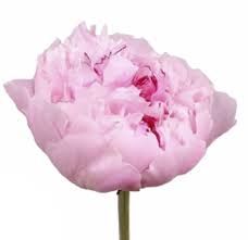 Peony Sarah Bernhardt-Pink 55cm