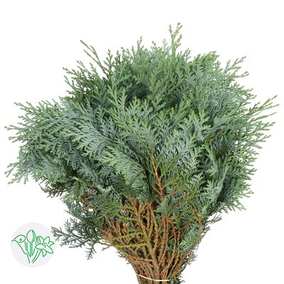 Chamaecyparis Blue -50cm