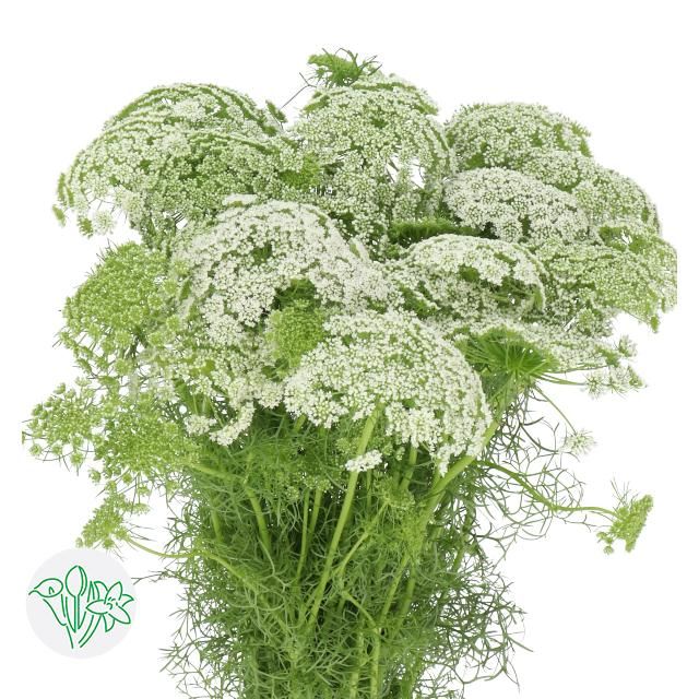 Queen Anne&#39;s Lace