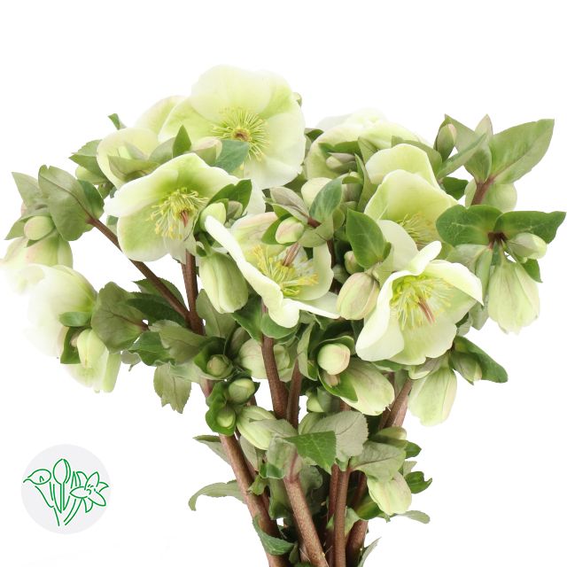 Helleborus White 40cm