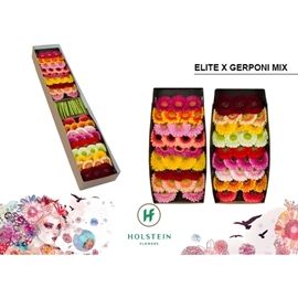 Gerbera  - Assorted