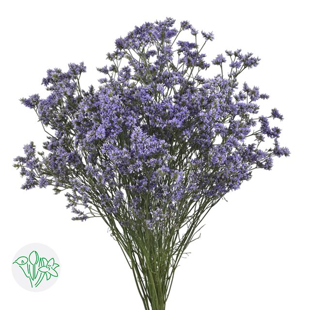 Limonium Lavender 60cm