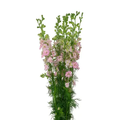 Larkspur- Pink 60cm