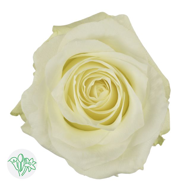 Rose - Tibet 50cm