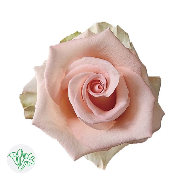 Rose - Unforgiven 50cm