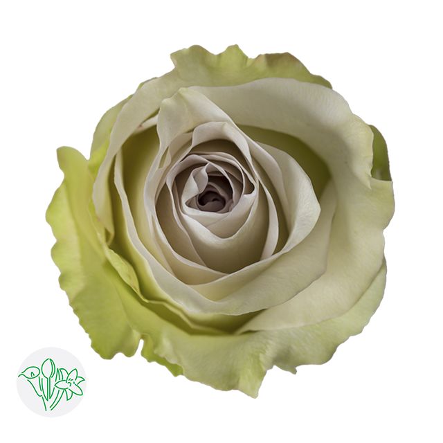 Rose - Early Grey 50cm