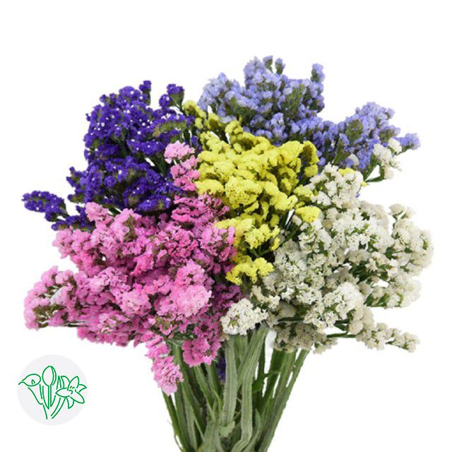 Statice 60cm -Assorted