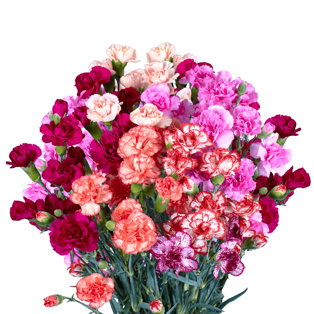Mini Carnation 60cm - Assorted
