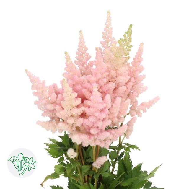 Astilbe - Vision in Pink