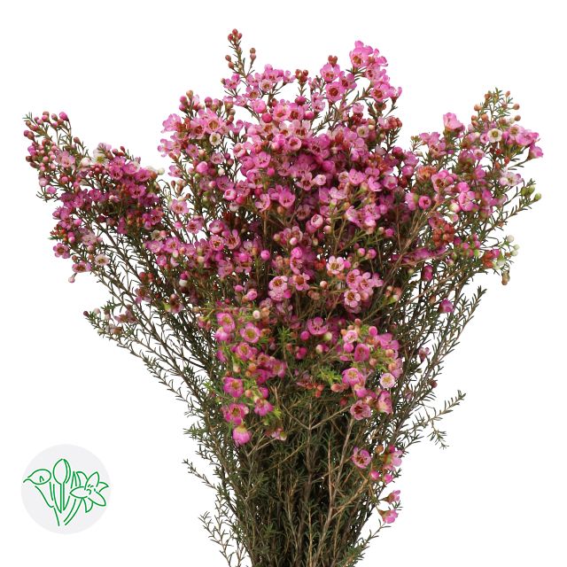Wax Flower - Pink