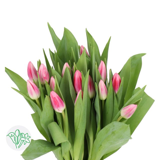 Tulip - Tymon
