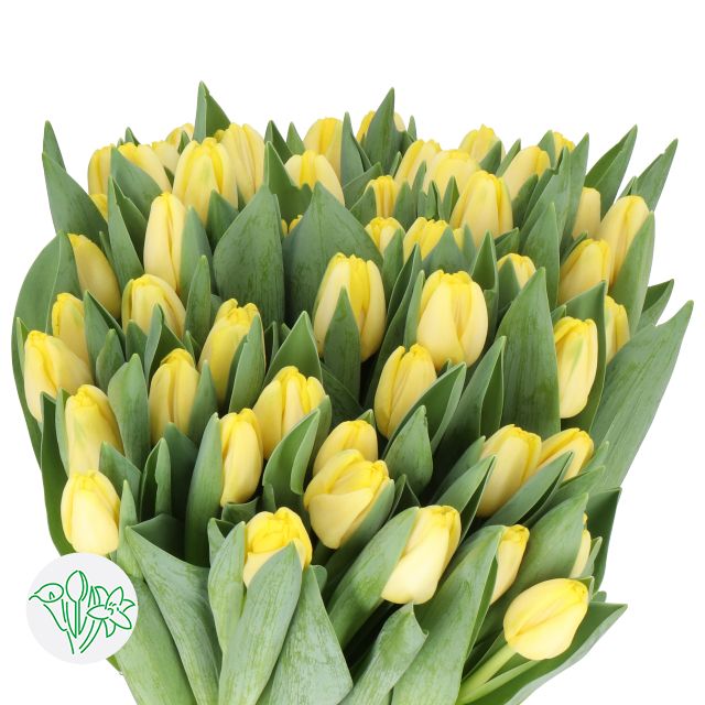 Tulip - Antartica Sun