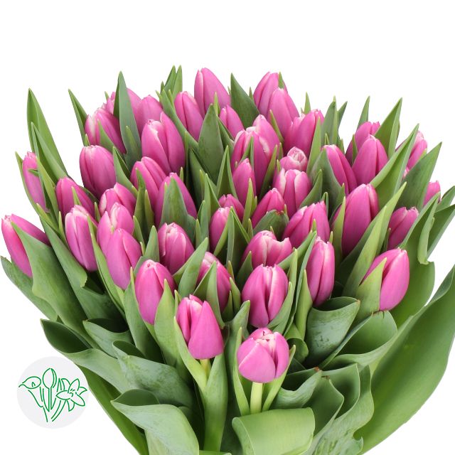 Tulip - Angels Share