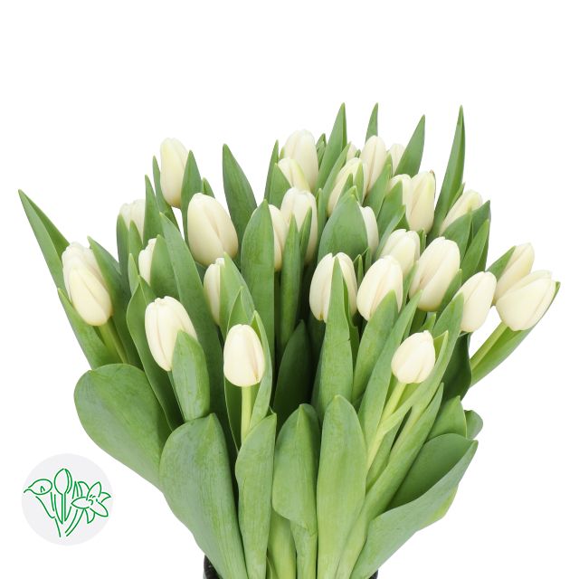 Tulip - Antartica