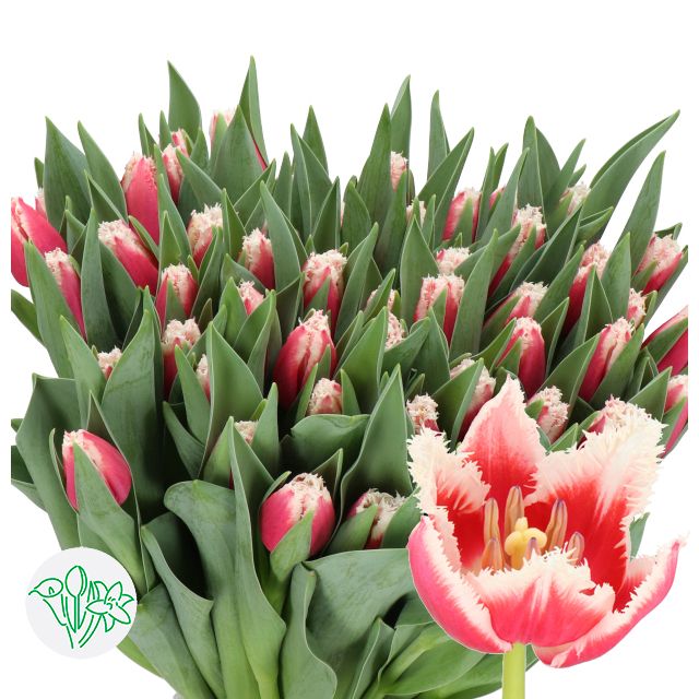Tulip - San Leonard (Frilled)