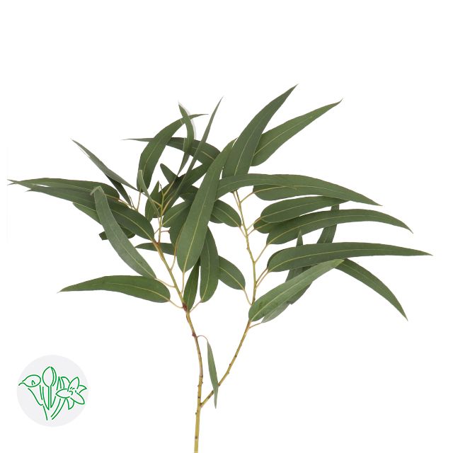 Eucalyptus - Robustica Victoria 70cm