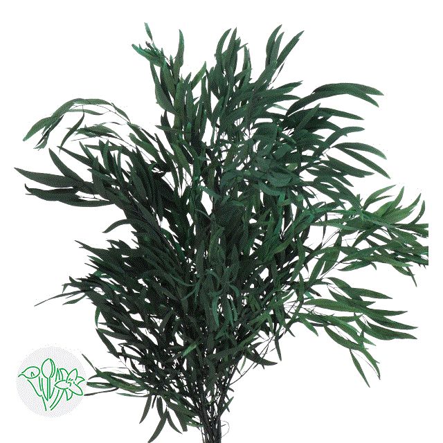 Eucalyptus - Nicholii 60cm