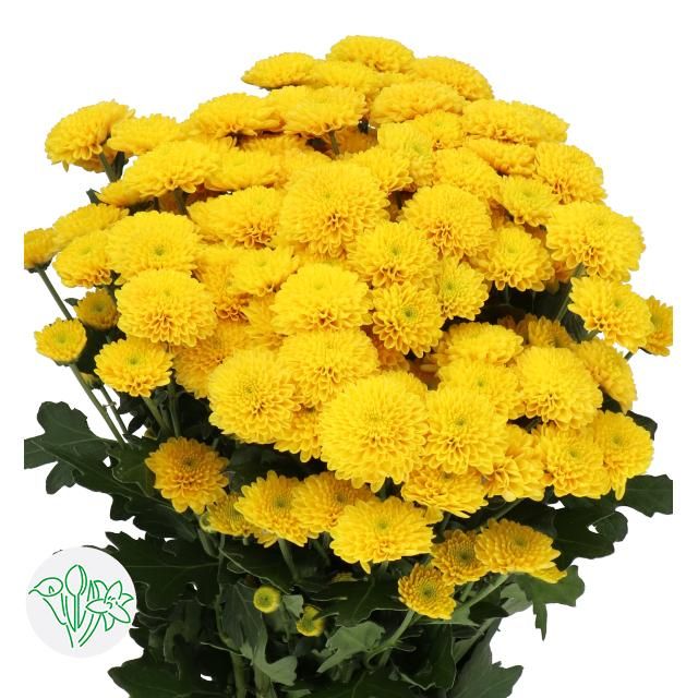 Chrysanthemum - Ellison Gold