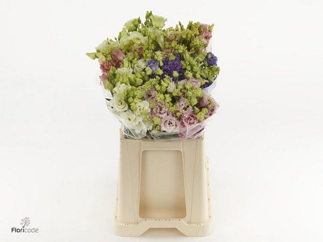 Lisianthus - Assorted