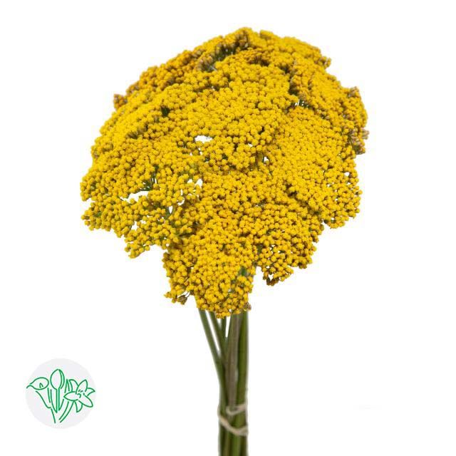 Achillea Golden Prairie 60cm