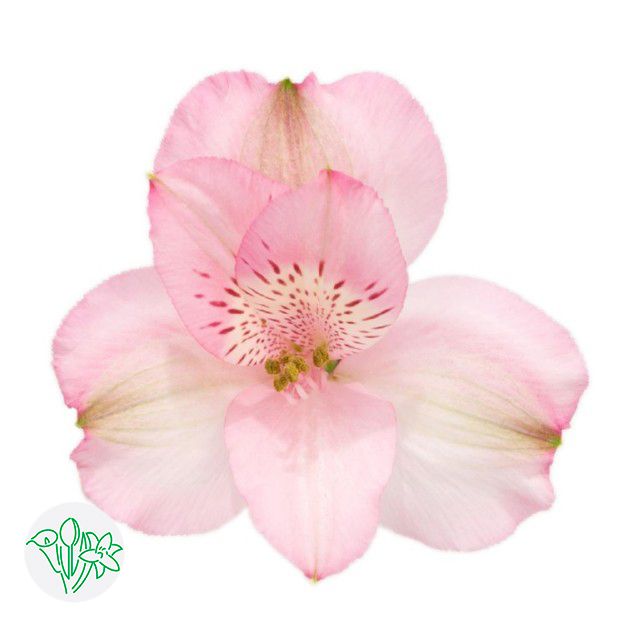 Alstroemeria Primadonna 60cm