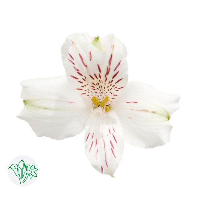 Alstroemeria Snowtime 60cm