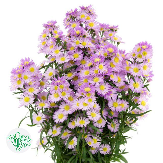 Aster Carnival Pink 80cm
