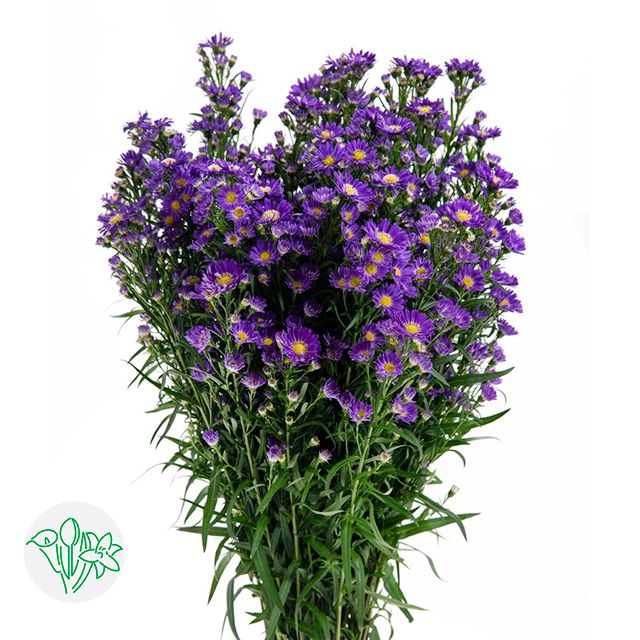 Aster Carnival Purple 80cm