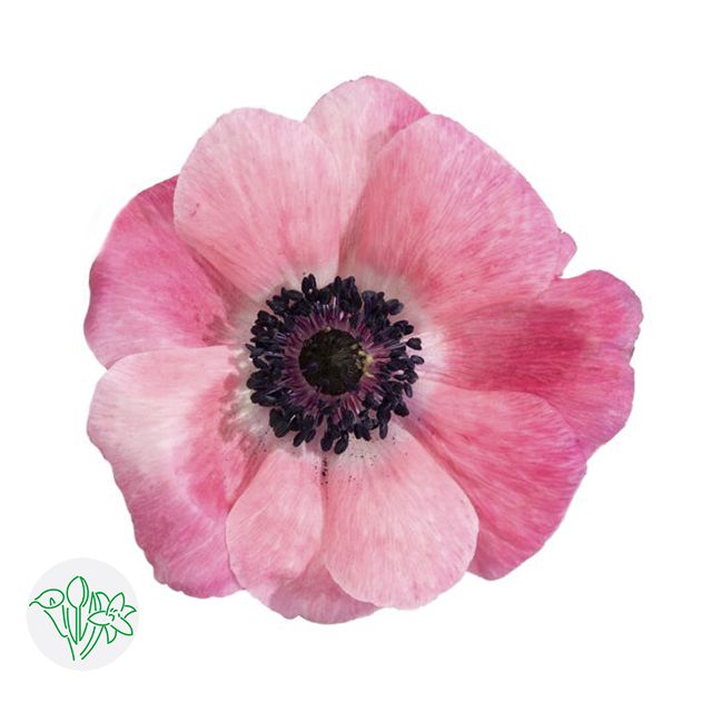 Anemone Pinkie 35cm