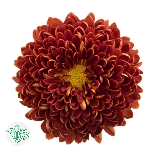 Cremon  70cm Red Virginia
