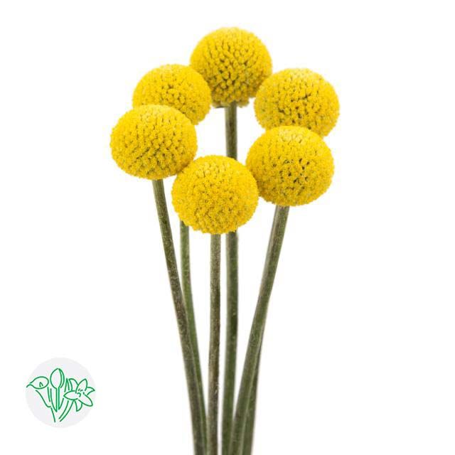 Craspedia 60cm
