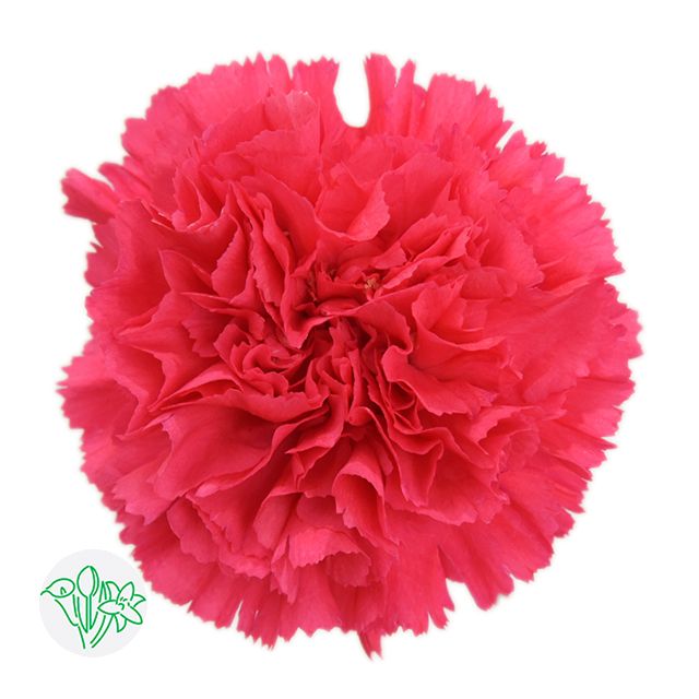 Large Carnations  60cm Hot Pink