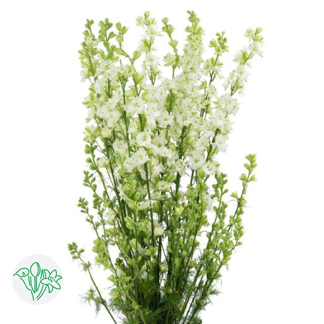 Larkspur 60cm White