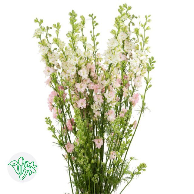 Larkspur 60cm Pink