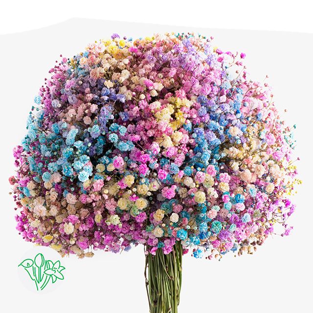 Tinted Gypsophila 75cm Rainbow