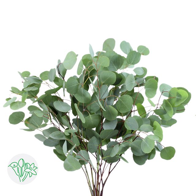 Eucalyptus Silver Dollar 60cm