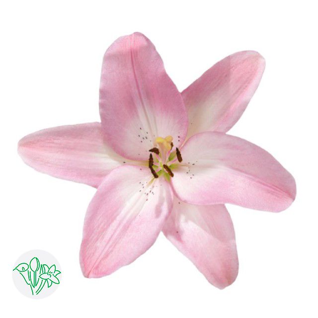 Asiatic Lily Brindisi 70cm