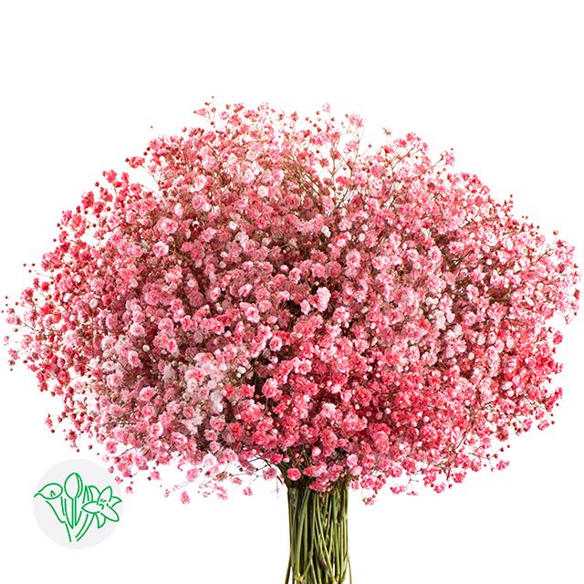 Tinted Gypsophila 75cm Coral